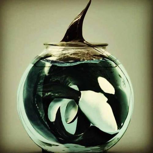 blackfish