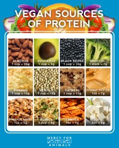 Protein Infographic